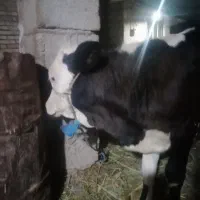 گاوباگوساله نر|حیوانات مزرعه|شادگان, |دیوار