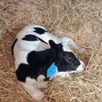 فروش گوساله شیری وقطع شیر درجه یک|حیوانات مزرعه|فشاپویه, |دیوار