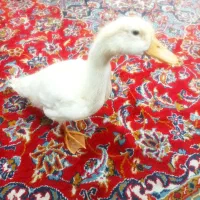 دو عدد اردک دونه ای 300