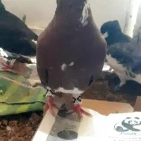 شهری سرخ کاکلی وماده شهری سیاه کاکل