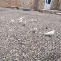 کبوتر|پرنده|صوفیان, |دیوار