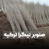 نهال صنوبر بخر 3 سال دیگه میلیاردی کسب درآمد کن