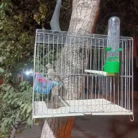 جوجه سهره|پرنده|قم, جمکران|دیوار