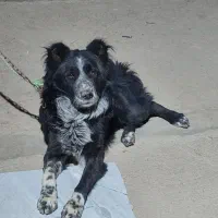 واگزاری سگ قدرجونی