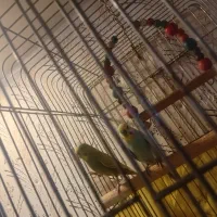 یک جفت مرغ عشق کار داده اسپانگل