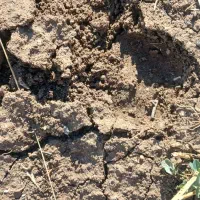 کود حیوانی ( گوسفند )