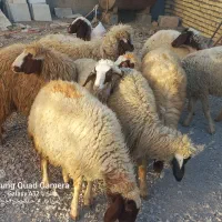 گوسفند ماده داشتی درحد شک باب داشت|حیوانات مزرعه|کوزران, |دیوار