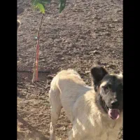 توله سگ ماده