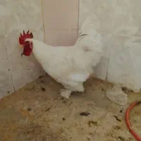 خروس برهما|حیوانات مزرعه|قم, ولیعصر|دیوار