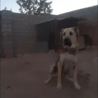 واگذاری سگ سرابی ۱۶ ماهه