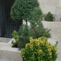 خدمات حرفه ای باغبانی وفضای سبز|خدمات باغبانی و درختکاری|سنندج, |دیوار