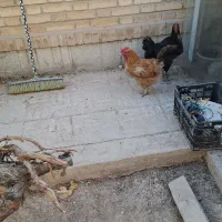 مرغ تخم کن|حیوانات مزرعه|شاهین‌شهر, شهرک پردیس|دیوار