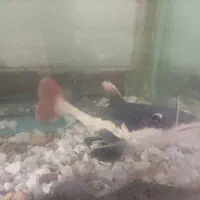 ماهی ردتیل|ماهی|بندرعباس, |دیوار