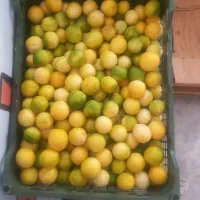 آبلیمو وآبغوره گیری مهدی