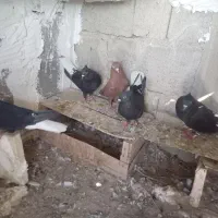 پنج عدد کبوتر سیاه دم سفید