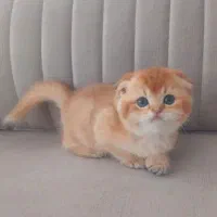 بچه گربه اوکراینی چین چیلا طلایی