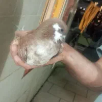 فروش کبوتر|پرنده|لاهیجان, کوی آزادگان|دیوار