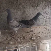 جفت جوجه پلاکی|پرنده|برازجان, |دیوار