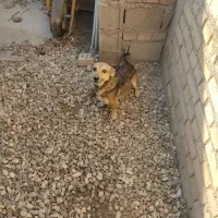 سگ بازیگوش زرنگ نر دوساله|سگ|گنبد کاووس, |دیوار