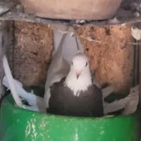 فروش کبوتر طوقی