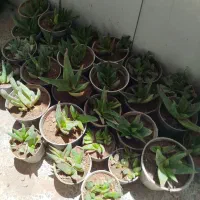 حراج گلها زیر قیمت