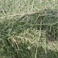 یونجه خردشده وپرس|حیوانات مزرعه|سپیدان, |دیوار