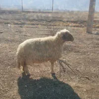 میش وشک|حیوانات مزرعه|ایلام, |دیوار