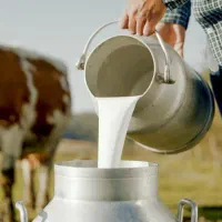 ماست چکیده گاوی