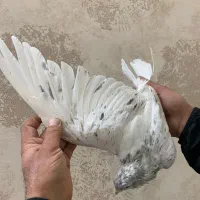 هفت رنگ|پرنده|سبزوار, ایزی شهر|دیوار