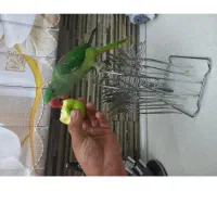 گمشده ها