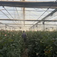استخدام در گلخانه هیدروپونیک گل رز