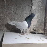 کبوتر|پرنده|تربت جام, والفجر|دیوار