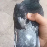 ۳ عددکبوتر در هویزه