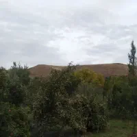 سیب سهرورددرشت یه دست