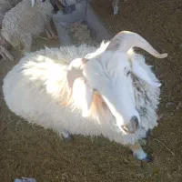 بره نر و ماده.سبک.بردسیر