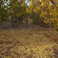 باغ ۱۰۰۰متری همراه با اتاق|فروش دفتر صنعتی، کشاورزی، تجاری|سامان, |دیوار