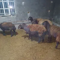 گوسفند آبستن وبزگاله