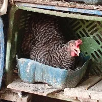 تخم نطفه داره امروک،پلیموت راک.