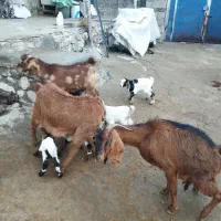 ۳ عدد بز|حیوانات مزرعه|ماهیدشت, |دیوار