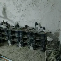 کبوتر پرشی|پرنده|فامنین, |دیوار