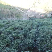 زمین باغی باویوی بینظیر در روستای توریستی سرچشمه|فروش زمین و ملک کلنگی|لاهیجان, لیل|دیوار