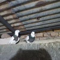 کبوتر|پرنده|خوسف, |دیوار