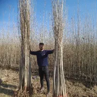 توزیع انواع نهال صنوبر سفید ترکیه، نگرا، کبوده و|خدمات باغبانی و درختکاری|شهرکرد, |دیوار