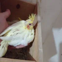 لوتینوی زیبا|پرنده|رشت, حسین آباد|دیوار