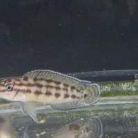 جولیدوکرومیس مارلری