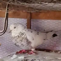 کبوتر پرشی ماده (معاوضه)