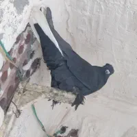 ماده زاغ دمسفید