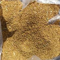 بذر قره یونجا|عمده‌فروشی|فیروزآباد (آذربایجان), |دیوار