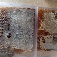 5تا عسل درجه یک سهند