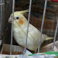 عروس هلندی|پرنده|اقبالیه, |دیوار